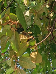 Actinidia fulvicoma