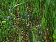 Clematis viticella