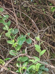 Actinidia
