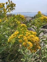 Solidago sempervirens