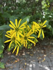 Silphium integrifolium