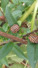 Graphosoma