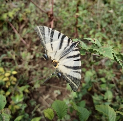 Iphiclides podalirius