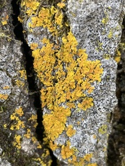 Xanthomendoza ulophyllodes