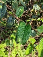 Actinidia
