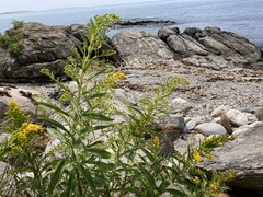 Solidago sempervirens