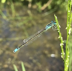 Ischnura pumilio