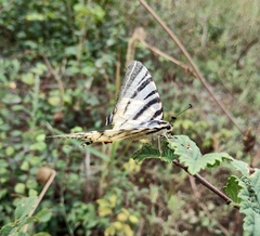 Iphiclides podalirius