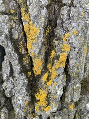 Xanthomendoza ulophyllodes