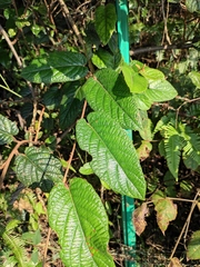 Actinidia
