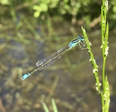 Ischnura pumilio
