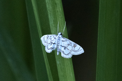 Nymphula nitidulata