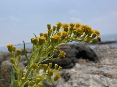 Solidago sempervirens