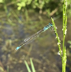 Ischnura pumilio