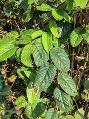 Actinidia