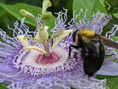 Xylocopa virginica virginica