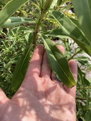 Solidago sempervirens
