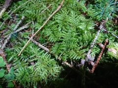 Hylocomium splendens