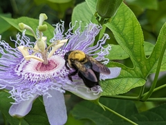 Xylocopa virginica virginica