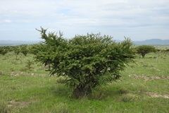 Vachellia schaffneri