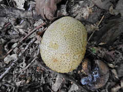 Scleroderma citrinum