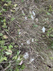 Daucus carota