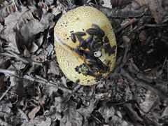 Scleroderma citrinum