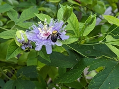 Xylocopa virginica virginica