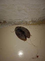 Homoeogamia mexicana