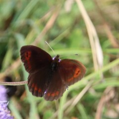 Erebia pronoe