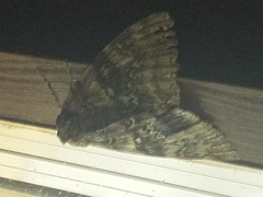 Catocala fraxini