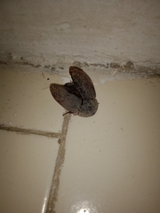 Homoeogamia mexicana