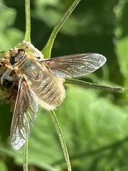 Bombyliidae