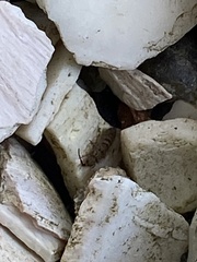 Entomobrya nivalis