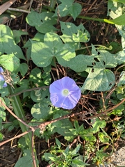 Ipomoea nil