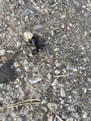 Eleodes grandicollis