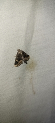 Homophoberia apicosa
