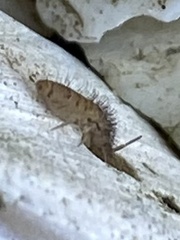 Entomobrya nivalis