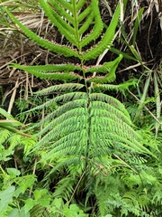 Woodwardia prolifera