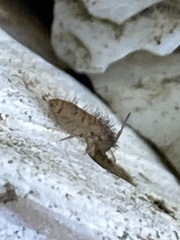 Entomobrya nivalis