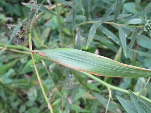 Image of Elymus riparius by (c) jfox16, some rights reserved (CC BY)