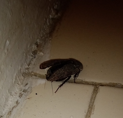 Homoeogamia mexicana