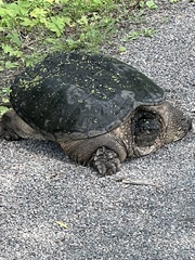 Chelydra serpentina