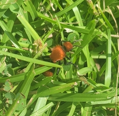 Dasymutilla occidentalis
