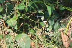 Enallagma durum