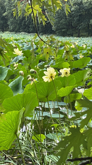 Nelumbo lutea