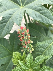 Ricinus communis