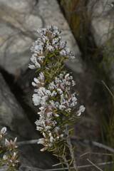 Amphithalea ericifolia