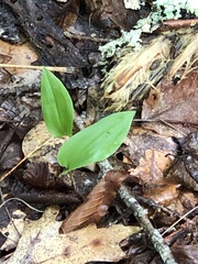 Maianthemum canadense