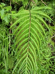 Woodwardia prolifera